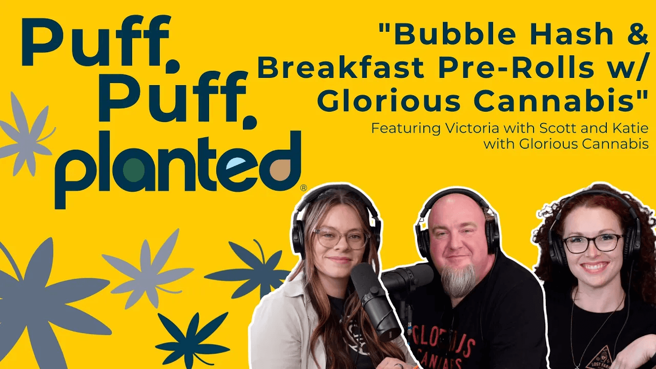 Thumbnail for Bubble Hash & Breakfast Pre-Rolls w/ Glorious Cannabis